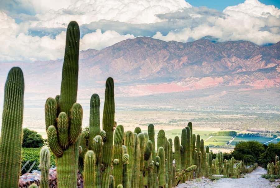 From Salta: Day Trip to Cafayate - Cafayate and the Torrontés wine stop