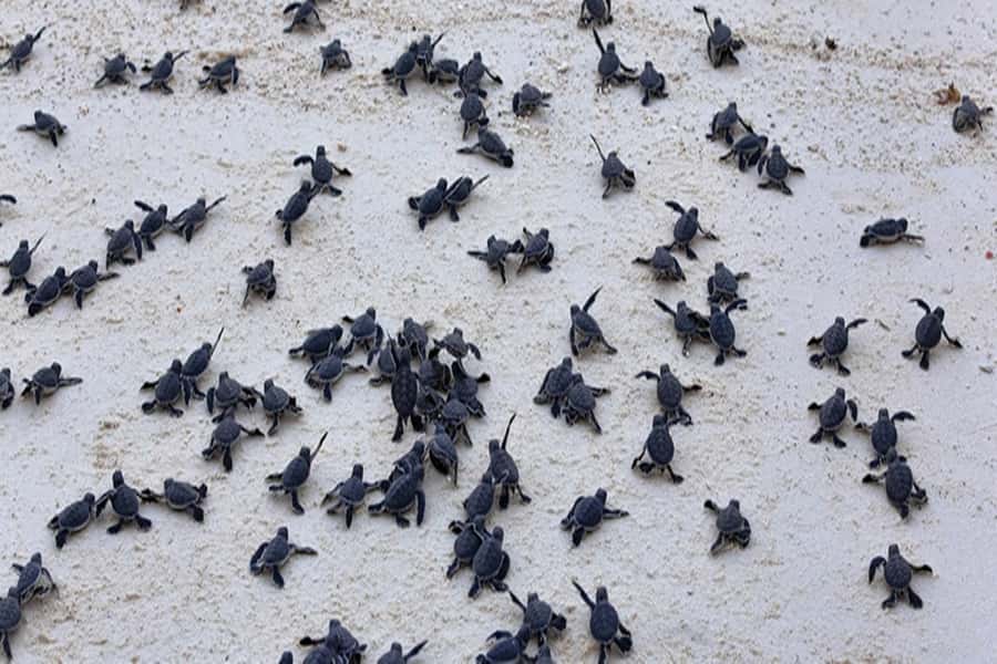 From Salvador: Praia do Forte & Guarajuba Beach Daytrip - The turtle sanctuary and marine conservation
