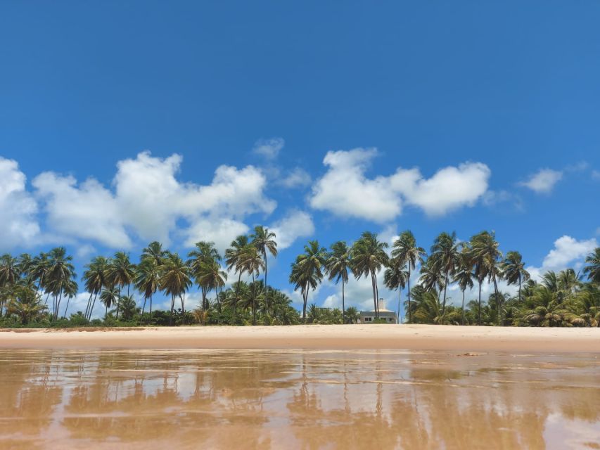 From Salvador: Praia do Forte & Guarajuba Beach Daytrip - The guide can shape the whole day