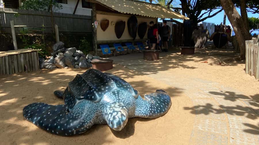 From Salvador: Praia do Forte & Guarajuba Beach Daytrip - Comfort, access, and what to pack