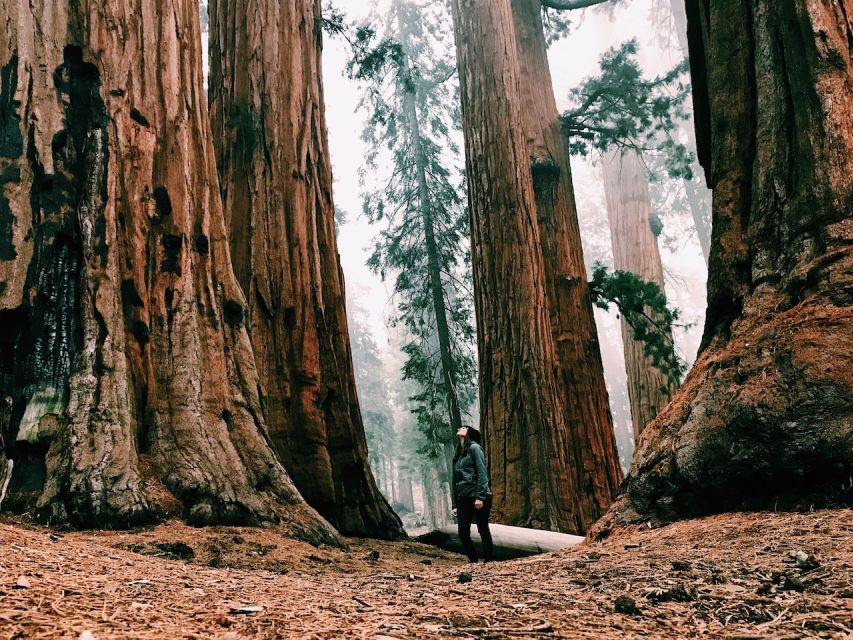 From San Francisco: Day Trip to Yosemite National Park - Gold Country and the climb toward Yosemite
