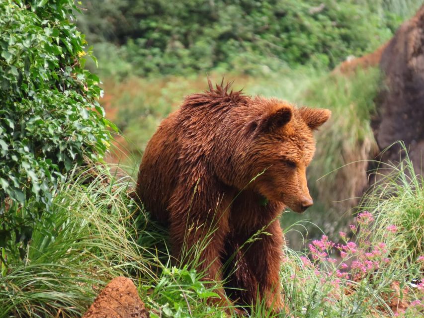 From Santander: Cabarceno Natural Park Half-Day Trip - Key points to know before booking