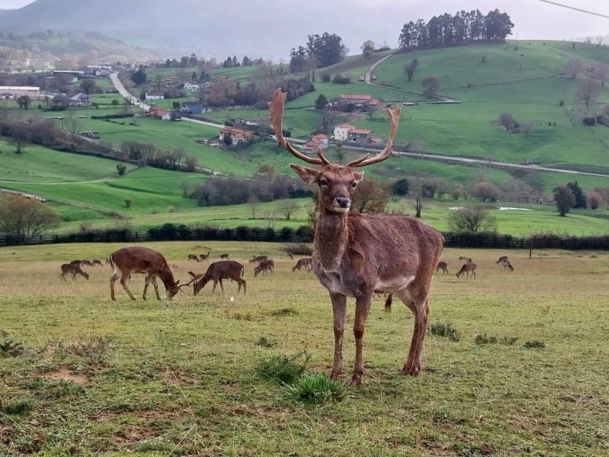 From Santander: Cabarceno Natural Park Half-Day Trip - The cable car’s 30-minute view