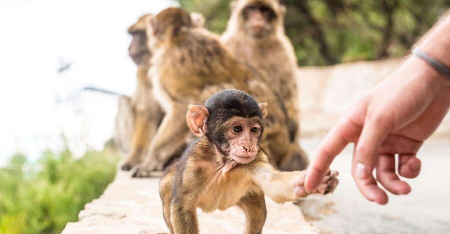 From Seville: Day Trip to Gibraltar - Key points to know before booking
