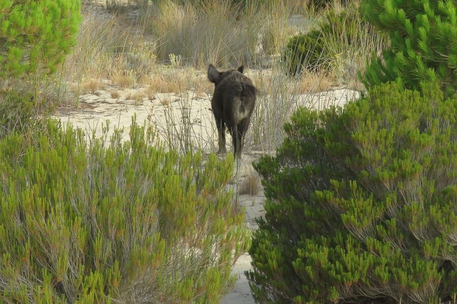 From Seville: Doñana National Park Day Trip - Timing, weather, and what to pack