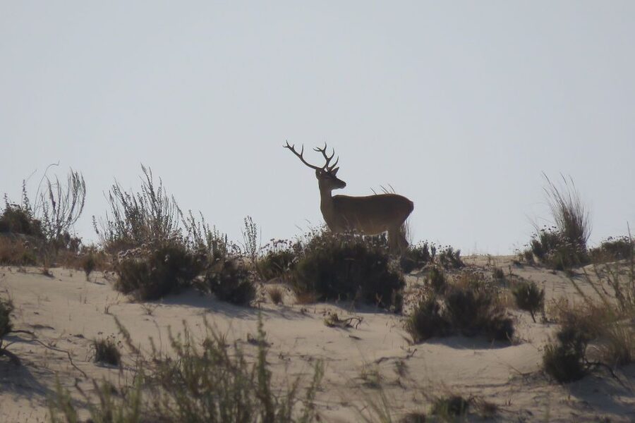 From Seville: Doñana National Park Day Trip - Why Doñana makes a worthwhile day from Seville