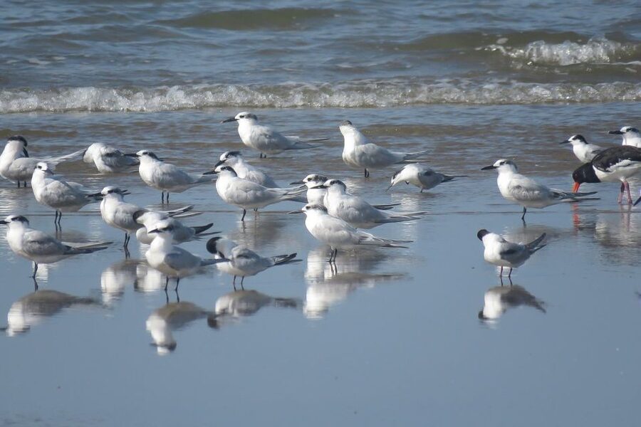 From Seville: Doñana National Park Day Trip - The Asperillo return and the last wildlife chances