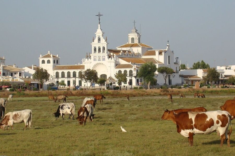 From Seville: Doñana National Park Day Trip - What the $105 price really buys you