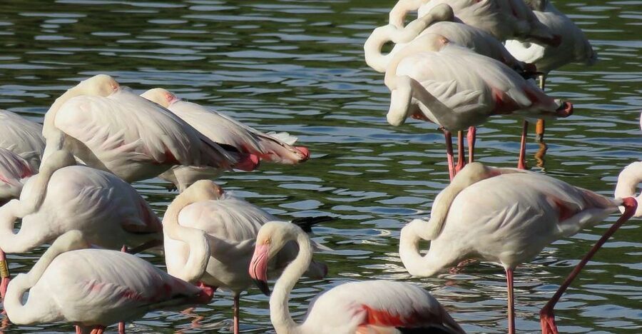 From Seville: Doñana National Park Day Trip - Leaving Seville along the Guadalquivir