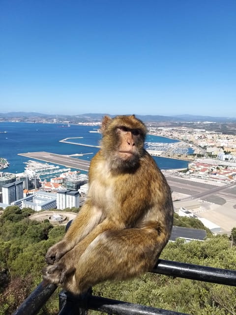 From Seville: Full-Day Trip to Gibraltar - Who will enjoy this day most?