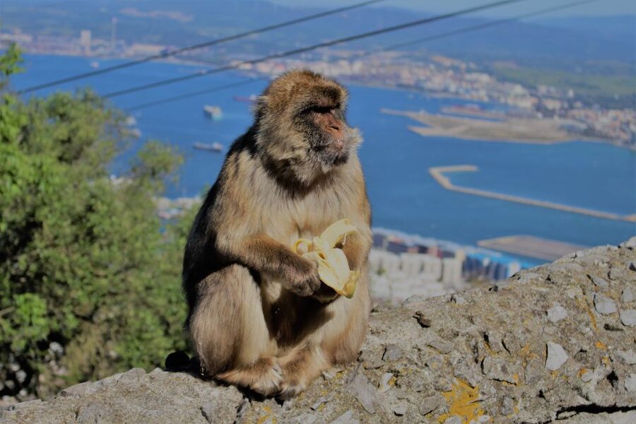 From Seville: Full-Day Trip to Gibraltar - What the schedule really feels like