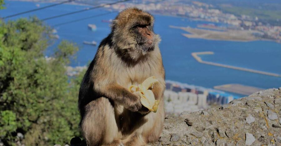 From Seville: Full-Day Trip to Gibraltar - Crossing into Gibraltar