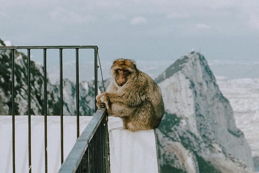 From Seville: Gibraltar Day Trip - Crossing into Gibraltar with the right documents