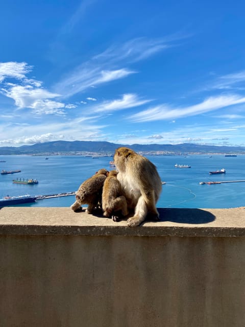 From Seville: Guided Day Trip to Gibraltar - Crossing the Gibraltar border with the right documents
