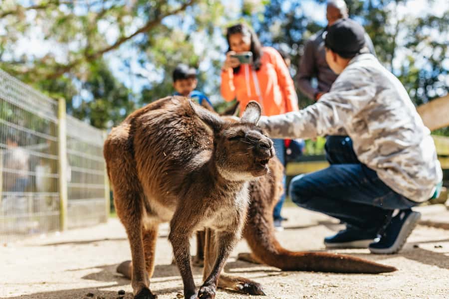 From Sydney: Blue Mountains Full-Day Trip - The Parramatta River ferry makes a fine finish