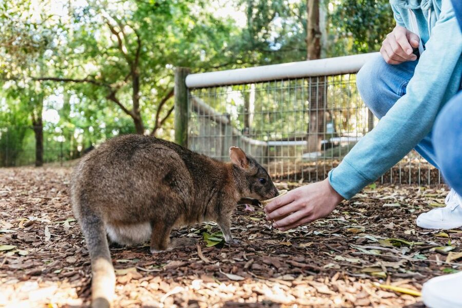 From Sydney: Blue Mountains Full-Day Trip - Who should book this day trip?