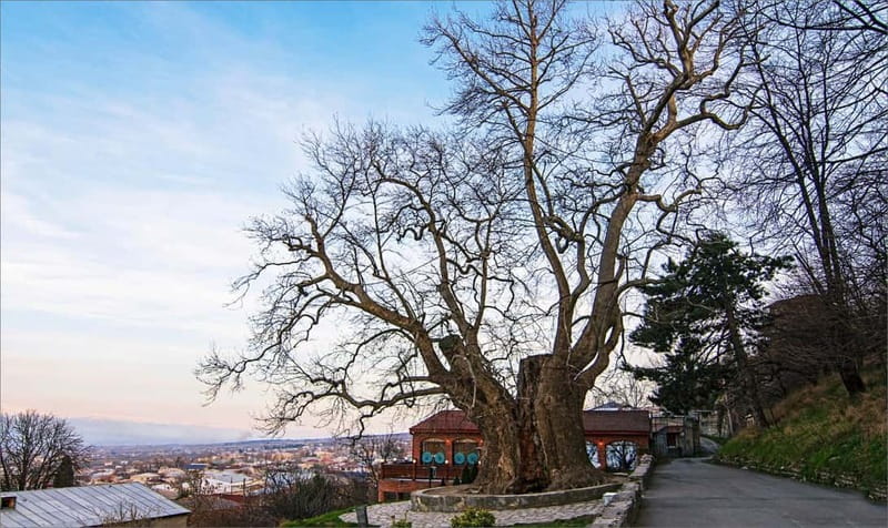From Tbilisi: Bodbe, Sighnaghi and Telavi Day Trip - Telavi’s Plane Tree and royal fortress