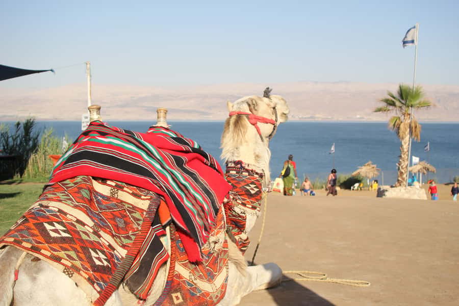From Tel Aviv: Dead Sea Self-Guided Chill-Out Day Trip - Key points to know before you book