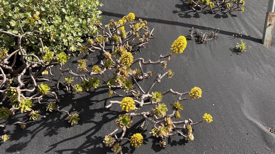 From Tenerife: Day Trip to La Palma Volcanic Landscapes - How the timing affects the experience