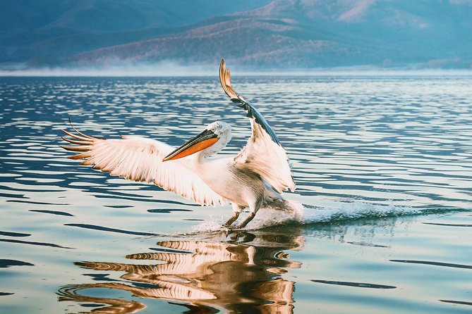 From Thessaloniki: Private Day Trip to Kerkini Lake - Why Lake Kerkini makes a fine escape from Thessaloniki