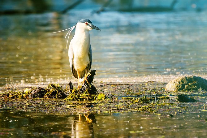 From Thessaloniki: Private Day Trip to Kerkini Lake - What the guide adds to the experience