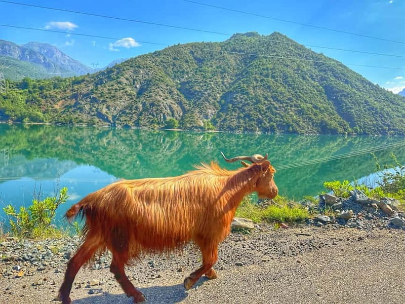 From Tirana/Shkodra: Komani Lake and Shala River Day Trip - Shala River: three hours to swim, eat, or wander