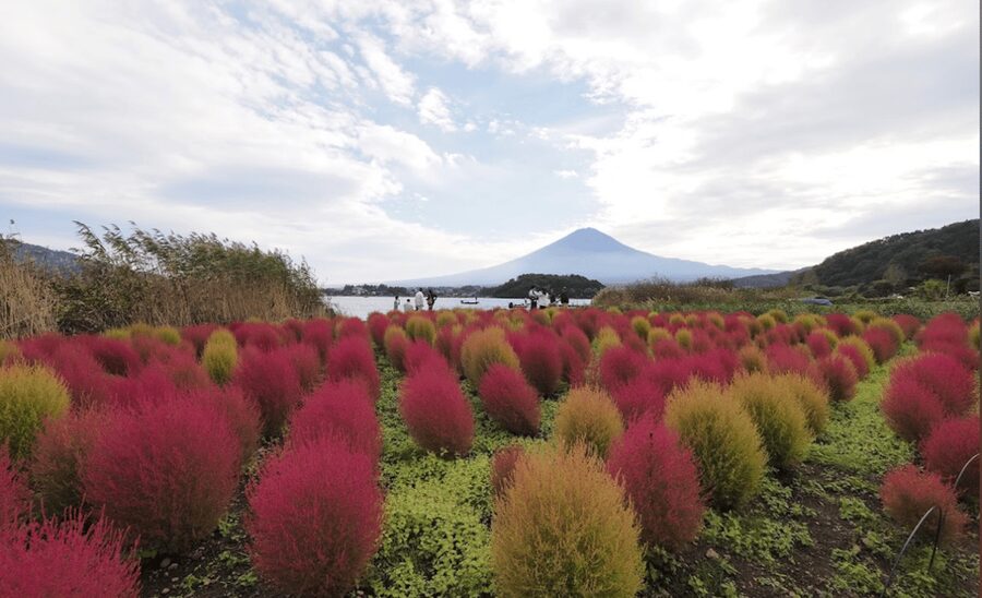 From Tokyo:Mount Fuji&Hakone Customize Full Day Private Tour - Key points to know before booking