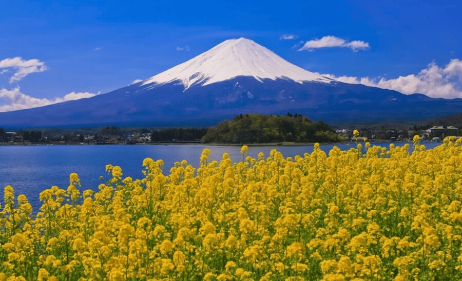 From Tokyo:Mount Fuji&Hakone Customize Full Day Private Tour - Two Fuji shrines offer a quieter cultural pause