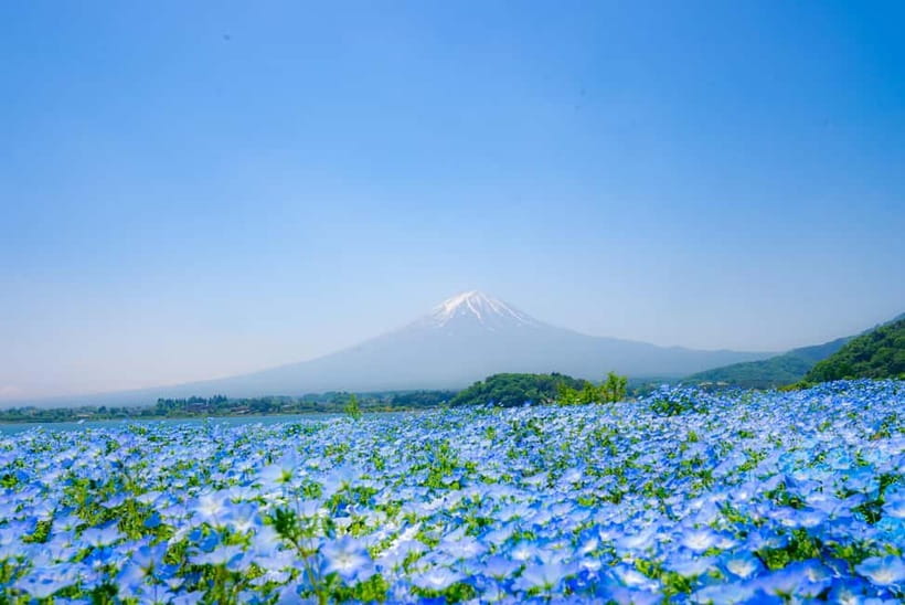 From Tokyo: Mt Fuji, Arakurayama and Kawaguchi Lake Day Trip - Guide quality and the value of Hikari