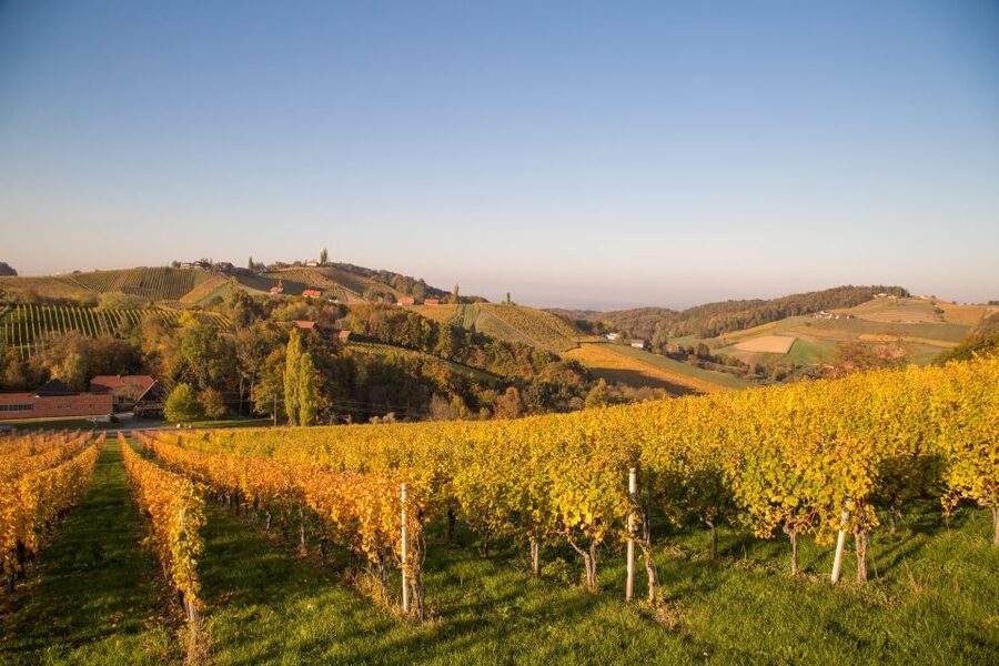 From Tours: Loire Valley Wineries Day Trip with Tastings - Why this Loire wine day works well