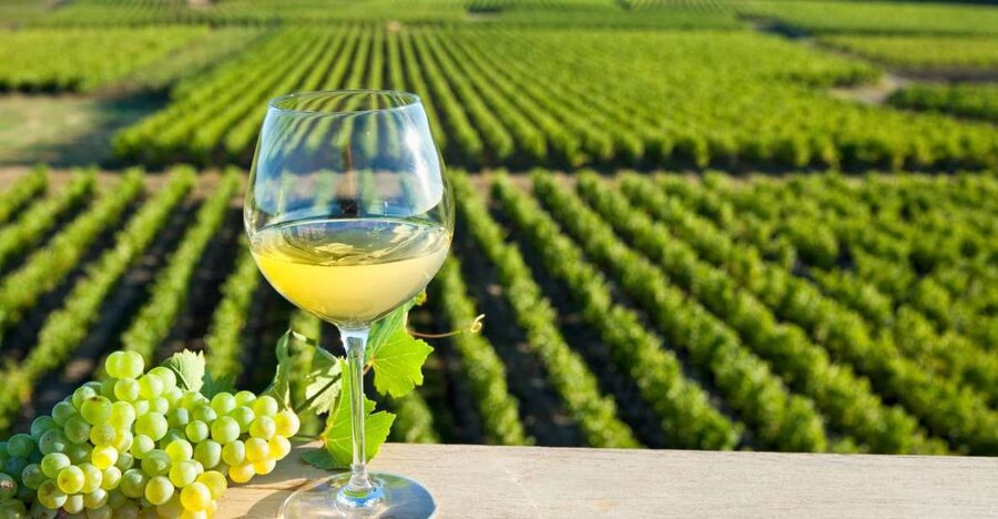 From Tours: Loire Valley Wineries Day Trip with Tastings - Second tasting: Bourgueil and a useful comparison
