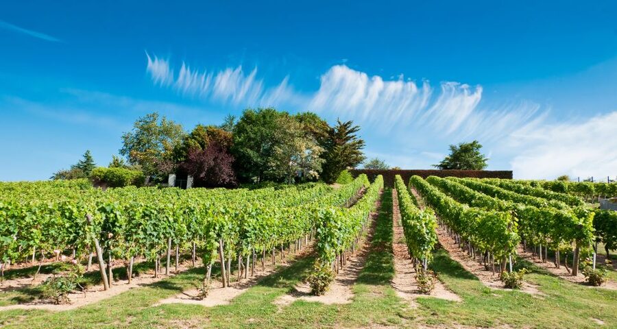 From Tours: Loire Valley Wineries Day Trip with Tastings - Is $182 a fair price?
