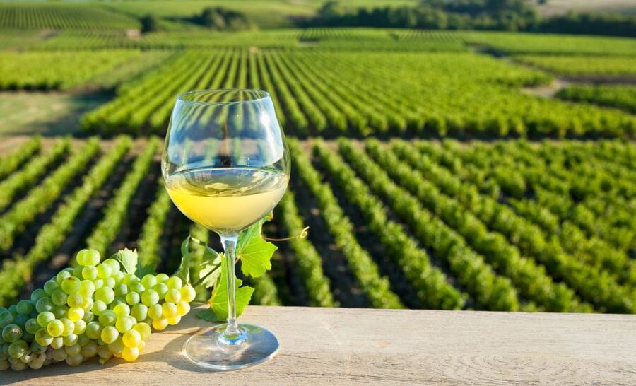 From Tours: Loire Valley Wineries Day Trip with Tastings - First tasting: Chinon wine and the character of Cabernet Franc
