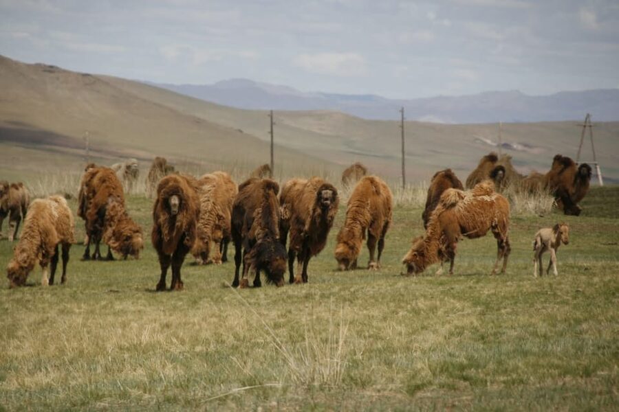 From Ulaanbaatar: Day Trip to Hustai National Park - Hiking, photography, and time outside the vehicle