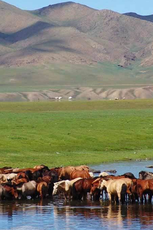 From Ulaanbaatar: Day Trip to Hustai National Park - What the guide adds to the day