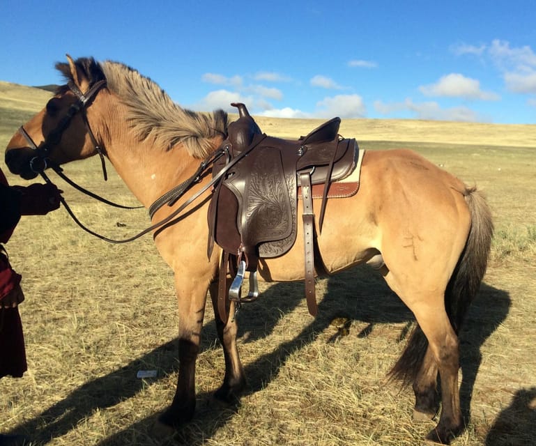 From Ulaanbaatar: Day Trip to Hustai National Park - Searching for horses in Hustai’s mountain valleys