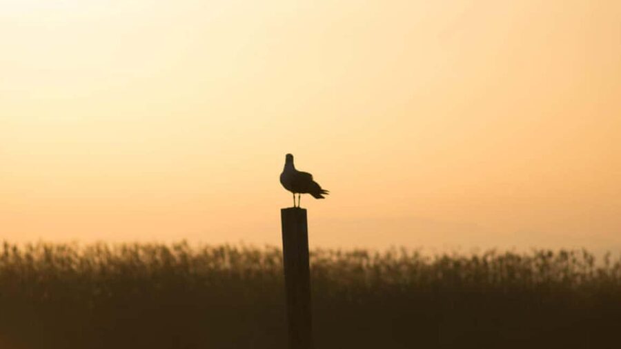 From Valencia: Albufera Day Trip with Boat Tour and Transfer - Key points to know before booking