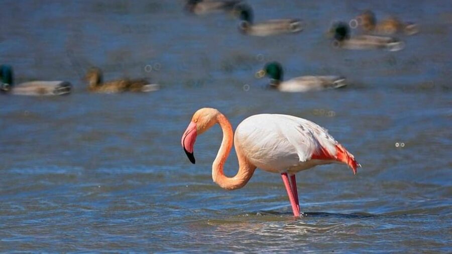 From Valencia: Albufera Day Trip with Boat Tour and Transfer - Timing, comfort, and what to bring
