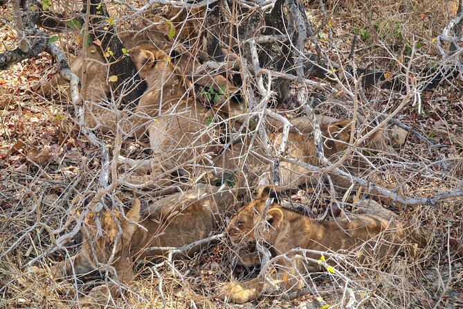 From Zanzibar: Mikumi Safari Day Trip with Flights and Meal - Why Mikumi is a smart safari choice from Zanzibar