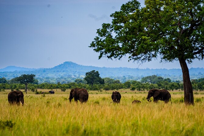 From Zanzibar: Mikumi Safari Day Trip with Flights and Meal - Morning game drive: finding animals in a large park
