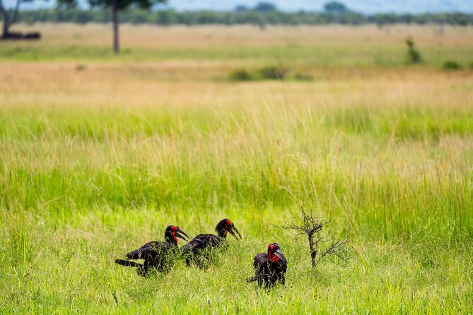From Zanzibar: Mikumi Safari Day Trip with Flights and Meal - What makes the guides so important