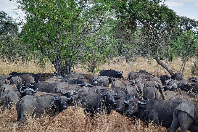 From Zanzibar: Mikumi Safari Day Trip with Flights and Meal - Bush lunch around 1:00 PM