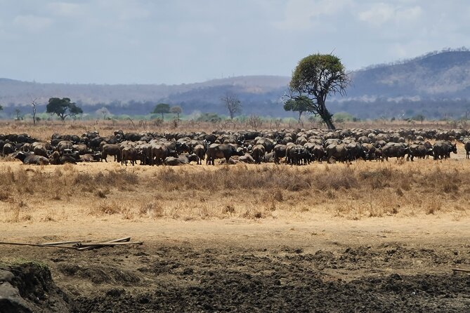 From Zanzibar: Mikumi Safari Day Trip with Flights and Meal - The afternoon drive and return to the airstrip