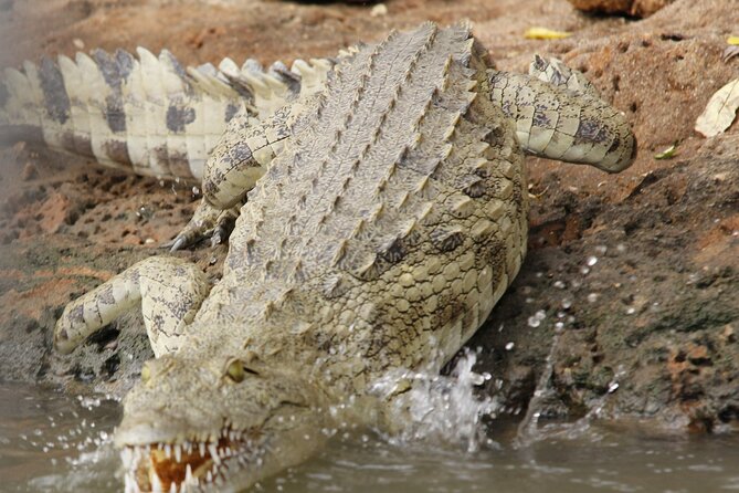 From Zanzibar: Mikumi Safari Day Trip with Flights and Meal - The 5:00 AM pickup and Zanzibar airport