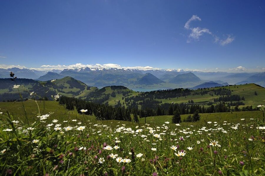 From Zurich: Day Trip to Rigi and Lake Lucerne - How much value do you get for $194?