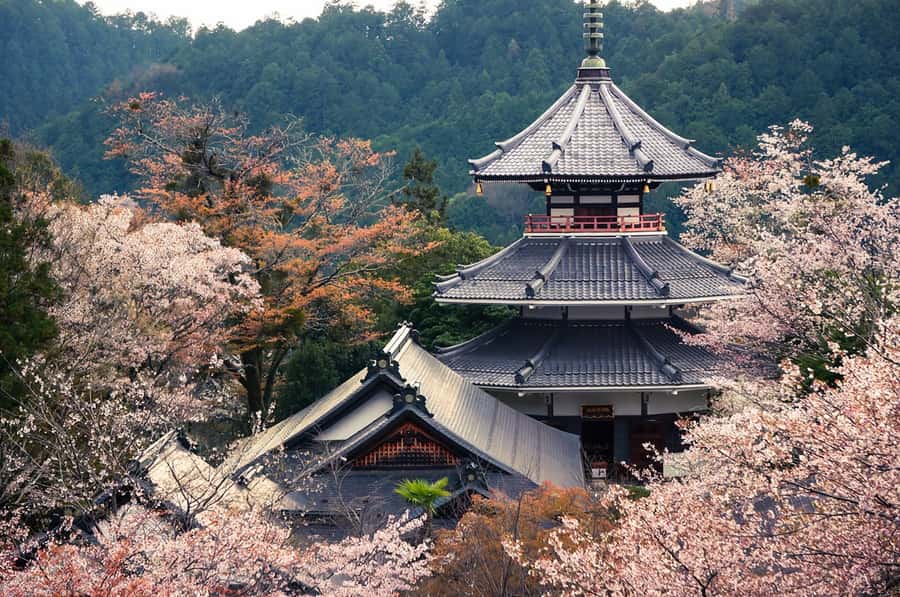Fukuoka: Beppu Hells HotSpring, Frog Temple & Yufuin DayTrip - Beppu’s hot spring Hells and the blue Sea Hell