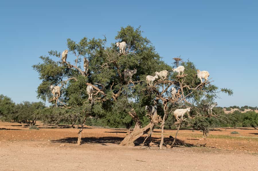 Full Day Trip From Marrakech To Essaouira - Timing, comfort, and the return to Marrakech