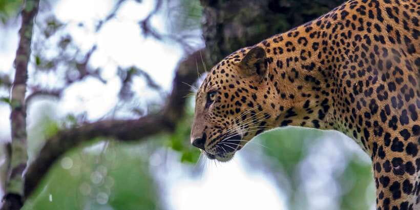 Galle/Mirissa: Yala & Udawalawe Safari Day Trip with Picnic - Key points to know before booking