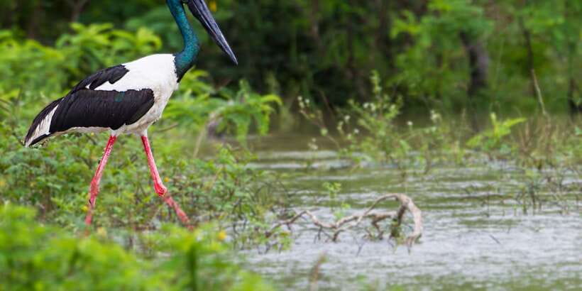Galle/Mirissa: Yala & Udawalawe Safari Day Trip with Picnic - Should you book this safari?