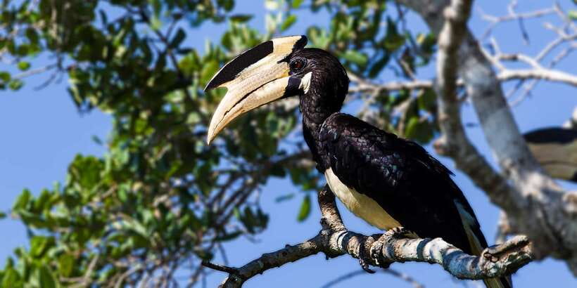 Galle/Mirissa: Yala & Udawalawe Safari Day Trip with Picnic - The picnic lunch is practical, not a wilderness banquet